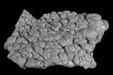 Botryoidal Goethite Cluster - Taouz, Morocco #82786-1
